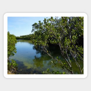 Mangroves on the water at Robinson Preserve in Florida Sticker